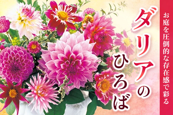 ダリアのひろば