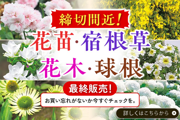 締切間近！花苗・宿根草･花木･球根