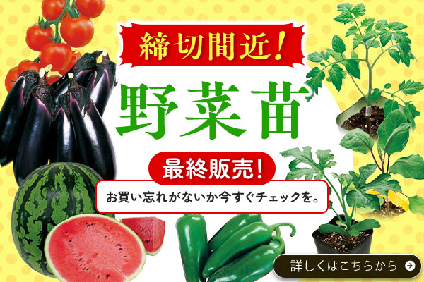 締切間近！野菜苗