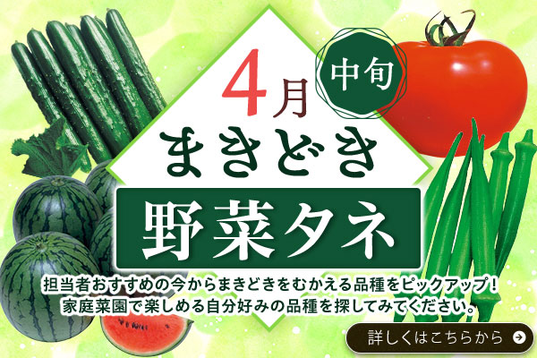 まき時野菜タネ【4月中旬】