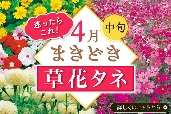 まき時草花タネ【4月中旬】