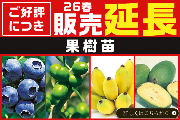 ご好評につき販売延長販売【果樹苗】