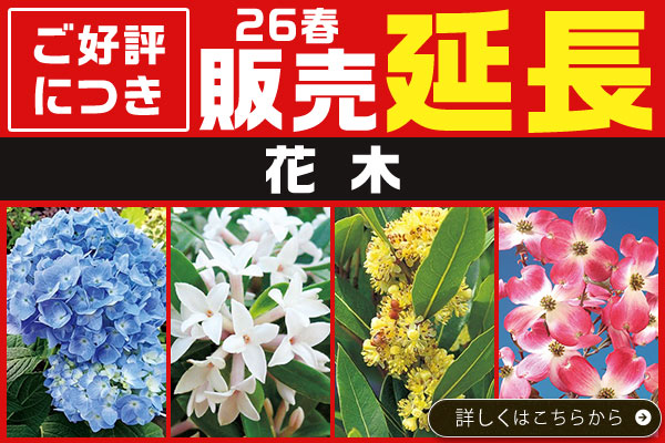 ご好評につき販売延長販売【花木】