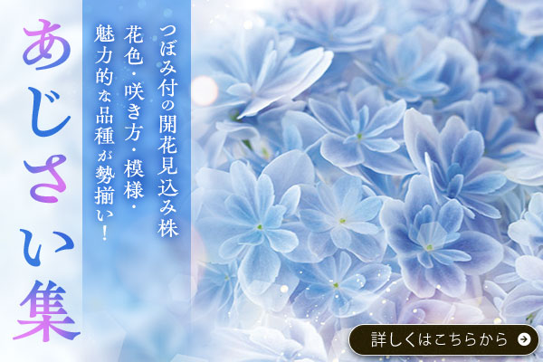 あじさい特集