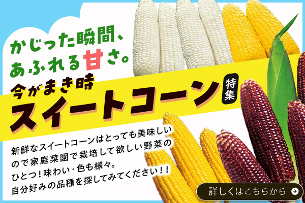 スイートコーン特集