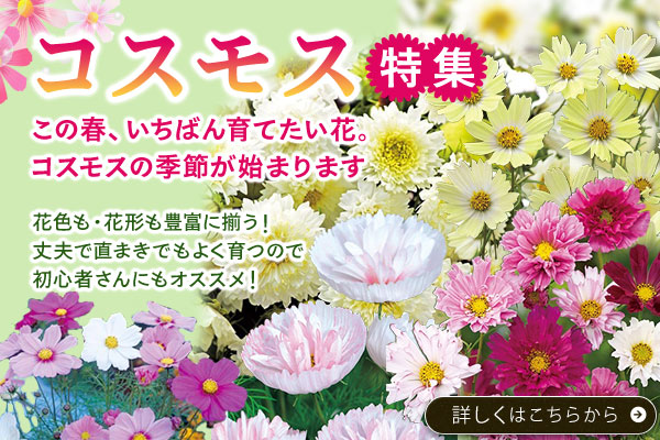 コスモス特集