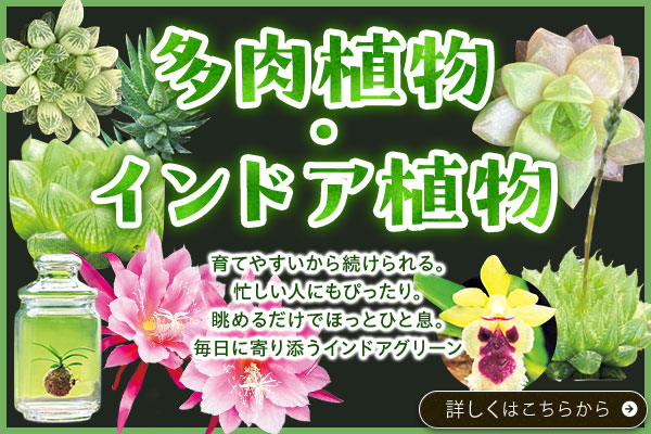 多肉植物・インドア植物
