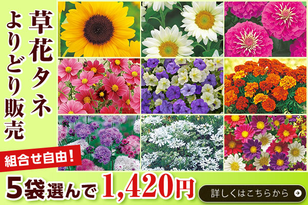 草花タネよりどり販売