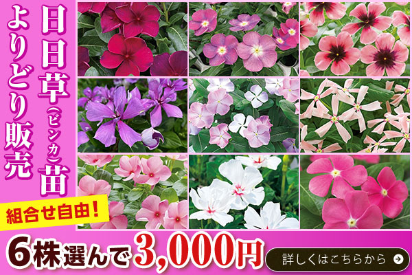 日日草苗よりどり販売