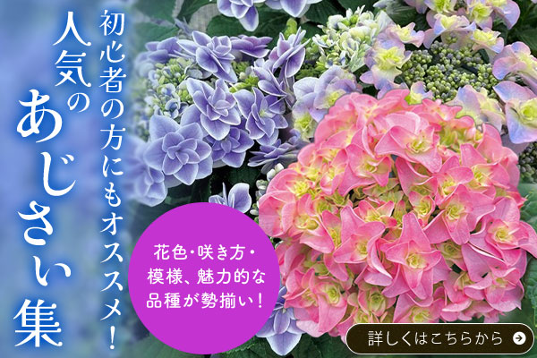 初心者の方にもオススメ！人気のあじさい集