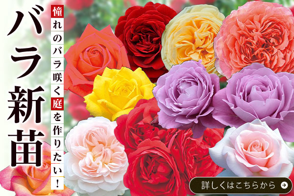 憧れのバラ咲く庭を作りたい！バラ苗