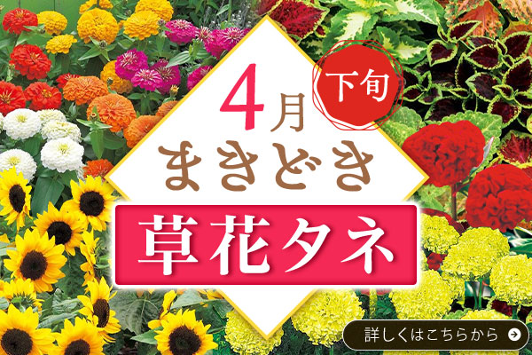 まき時草花タネ【4月下旬】