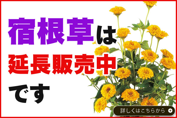 【宿根草】は延長販売中です