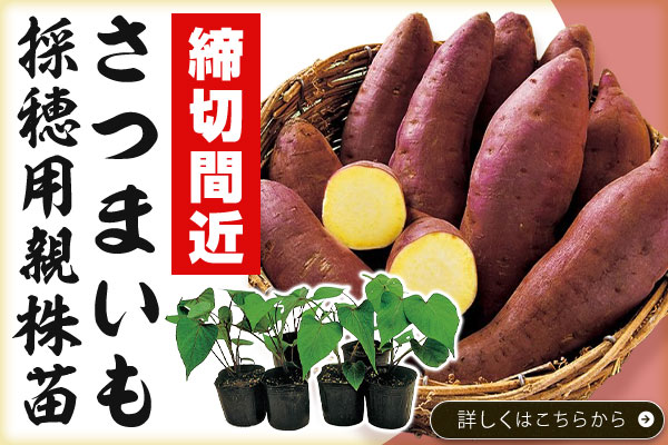 締切間近【サツマイモ苗】