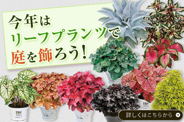 今年はリーフプランツで庭を飾ろう！