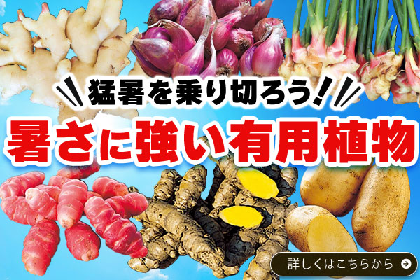 暑さに強い有用植物