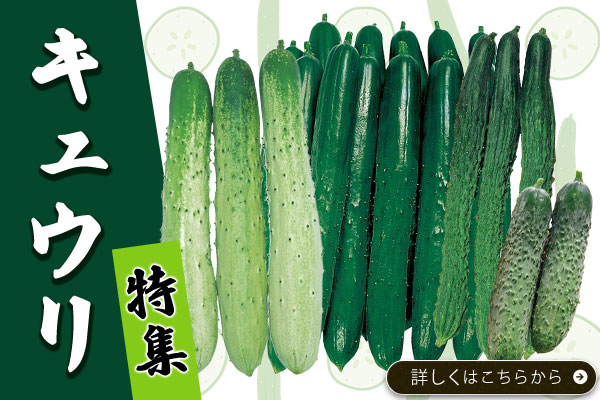 キュウリ特集