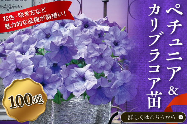 ペチュニア、カリブラコア苗