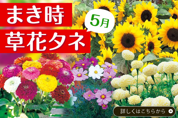まき時草花タネ【5月】
