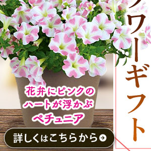 サフィニアアート