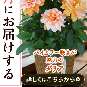 ダリア