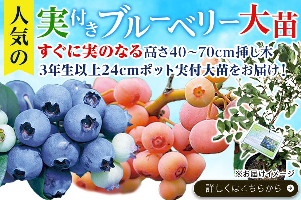 人気の実付きブルーベリー大苗