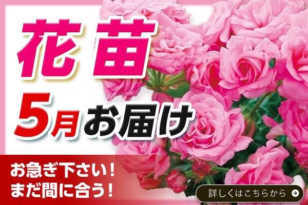 5月納期【花苗】