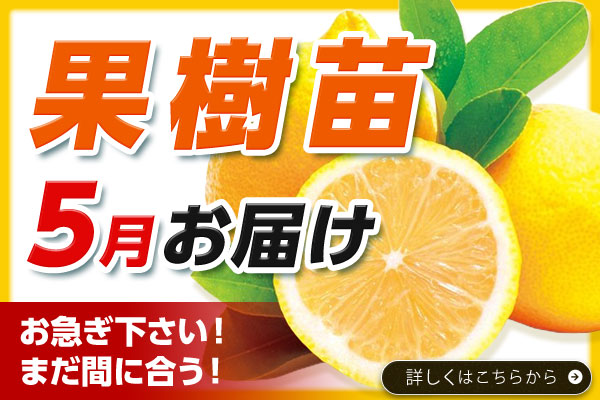 5月納期【果樹】