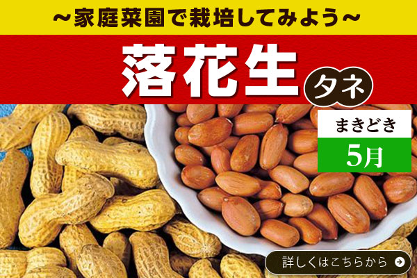 落花生