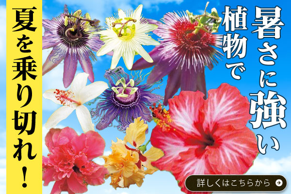 暑さに強い植物で夏を乗り切れ！