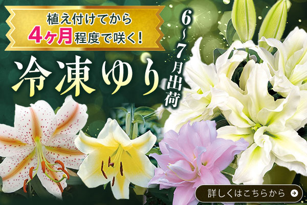 冷凍ゆり【6～7月出荷】