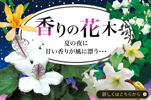 香りの花木