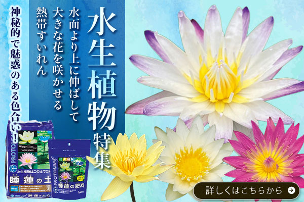 水生植物特集