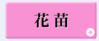 5月おすすめピックアップ【花苗】