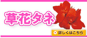 暑さに強い【草花タネ】