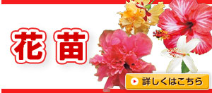 暑さに強い【花苗】