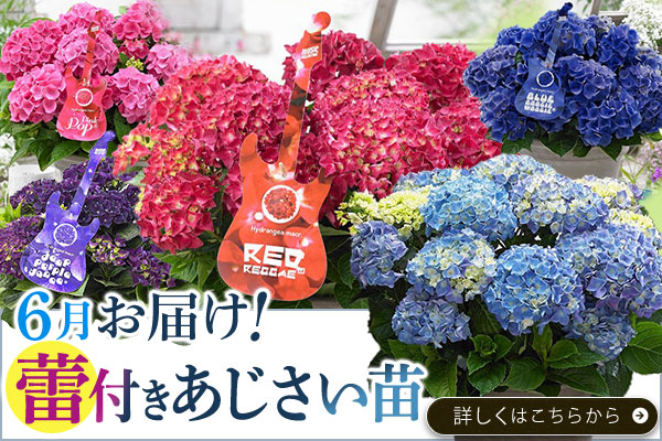 6月お届け！花芽付あじさい苗