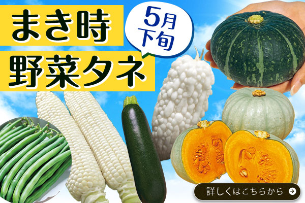 まきどき5月下旬【野菜タネ】