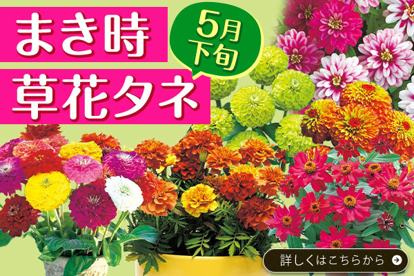 まきどき5月下旬【草花タネ】
