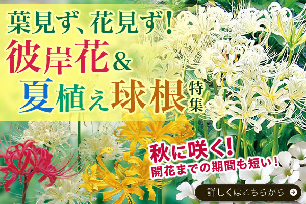 夏植え球根