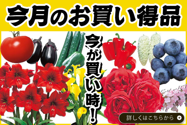 今月のお買い得品