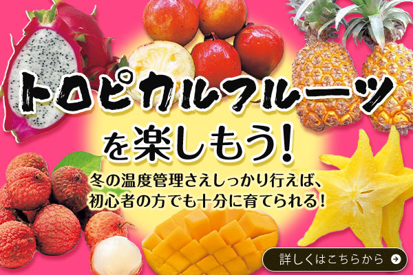 トロピカルフルーツ特集