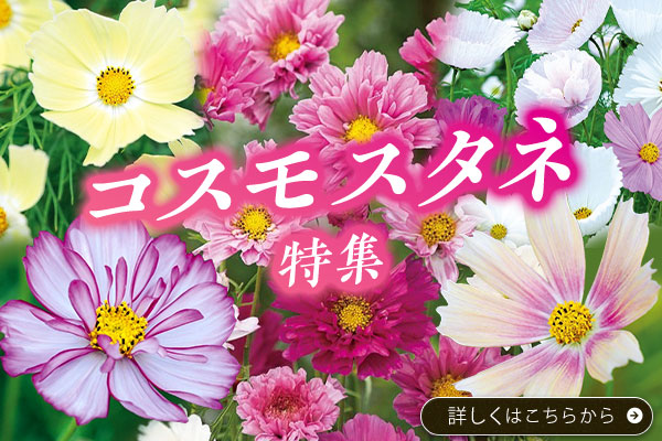 コスモスタネ特集