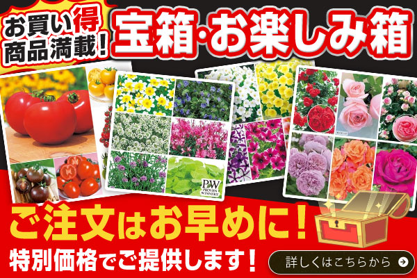 お楽しみ箱特集