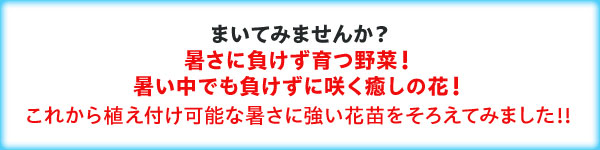 まいてみませんか？