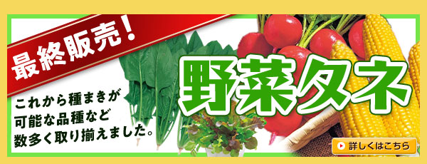 最終販売！【野菜タネ】
