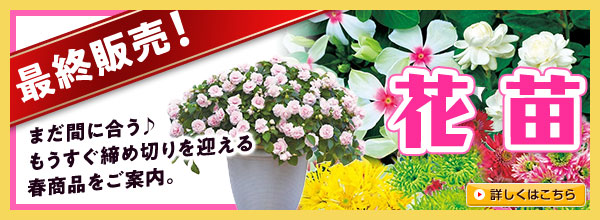 最終販売！【花苗】