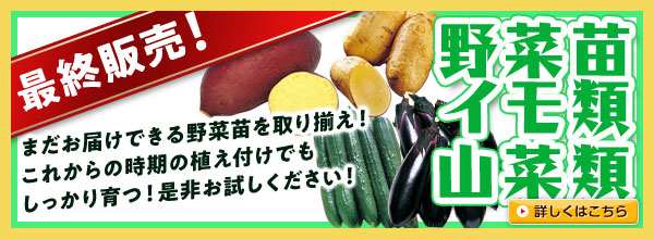 最終販売！【野菜苗】