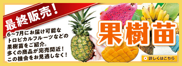 最終販売！【果樹苗】