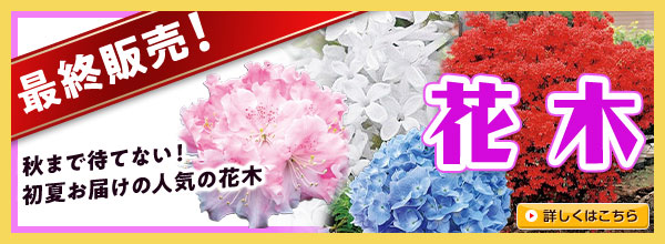 最終販売！【花木】
